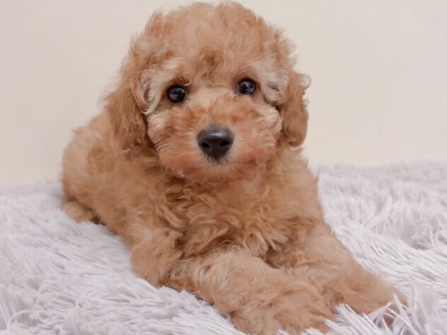 茨城県のトイプードル(トイ) (アミーゴ神栖店/2025年8月25日生まれ/女の子/レッド)の子犬