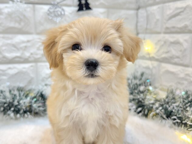 兵庫県のハーフ犬・ミックス犬 (ワンキャラット アミーゴ姫路飾磨店/2025年8月21日生まれ/男の子/クリーム)の子犬の1枚目の画像