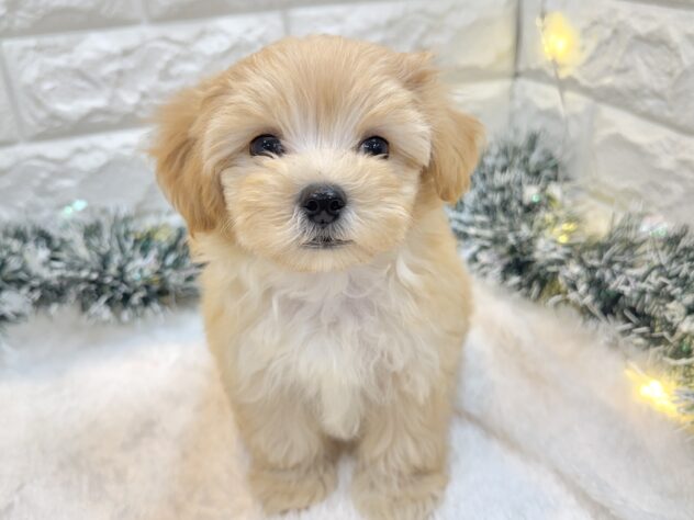 兵庫県のハーフ犬・ミックス犬 (ワンキャラット アミーゴ姫路飾磨店/2025年8月21日生まれ/男の子/クリーム)の子犬の2枚目の画像