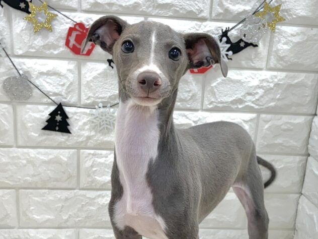 兵庫県のイタリアングレーハウンド (ワンキャラット アミーゴ姫路飾磨店/2025年6月15日生まれ/男の子/ブルーホワイト)の子犬の1枚目の画像