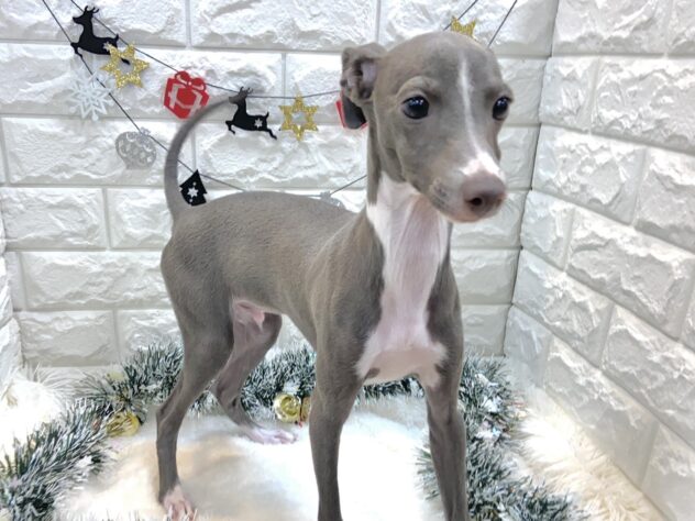 兵庫県のイタリアングレーハウンド (ワンキャラット アミーゴ姫路飾磨店/2025年6月15日生まれ/男の子/ブルーホワイト)の子犬の3枚目の画像