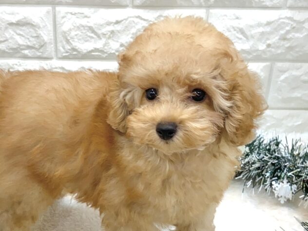 兵庫県のトイプードル(トイ) (ワンキャラット アミーゴ姫路飾磨店/2025年7月31日生まれ/男の子/オレンジフォーン)の子犬の1枚目の画像