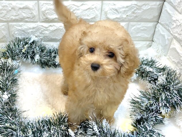 兵庫県のトイプードル(トイ) (ワンキャラット アミーゴ姫路飾磨店/2025年7月31日生まれ/男の子/オレンジフォーン)の子犬の2枚目の画像