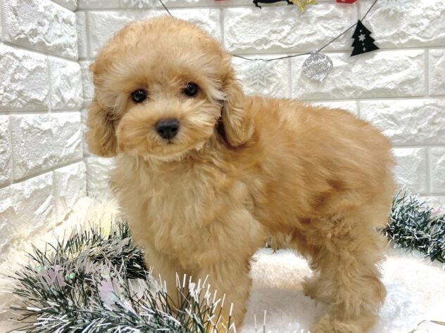 兵庫県のトイプードル(トイ) (ワンキャラット アミーゴ姫路飾磨店/2025年7月31日生まれ/男の子/オレンジフォーン)の子犬の4枚目の画像