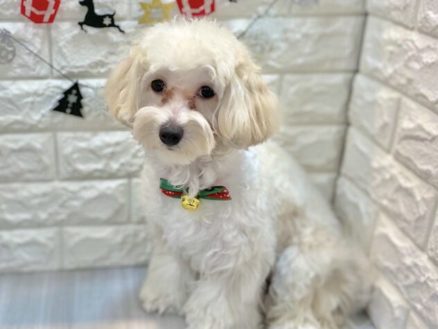 兵庫県のハーフ犬・ミックス犬 (ワンキャラット アミーゴ姫路飾磨店/2025年2月28日生まれ/女の子/クリーム)の子犬の3枚目の画像