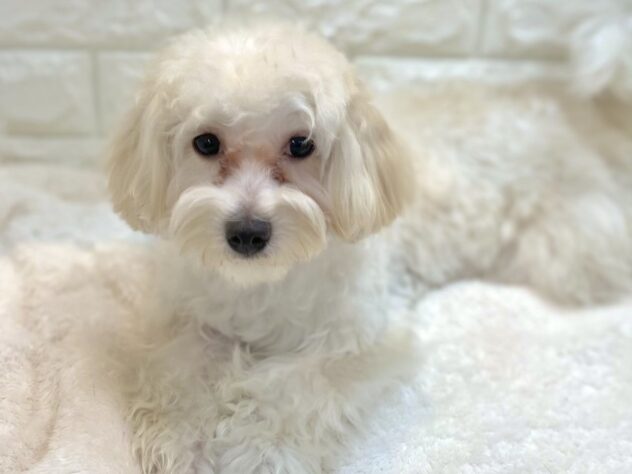 兵庫県のハーフ犬・ミックス犬 (ワンキャラット アミーゴ姫路飾磨店/2025年2月28日生まれ/女の子/クリーム)の子犬の2枚目の画像