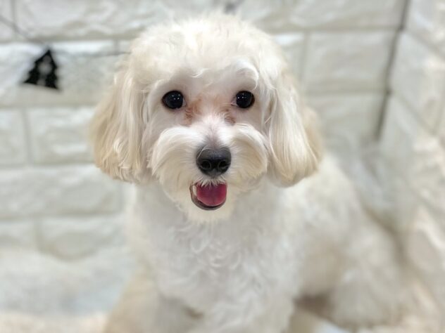 兵庫県のハーフ犬・ミックス犬 (ワンキャラット アミーゴ姫路飾磨店/2025年2月28日生まれ/女の子/クリーム)の子犬の1枚目の画像