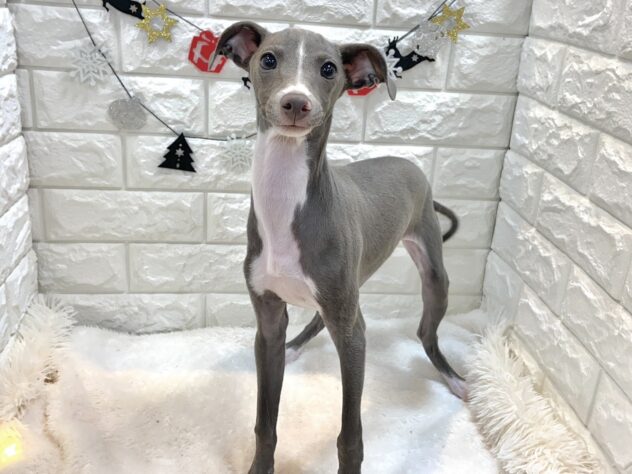 兵庫県のイタリアングレーハウンド (ワンキャラット アミーゴ姫路飾磨店/2025年6月15日生まれ/男の子/ブルーホワイト)の子犬の2枚目の画像