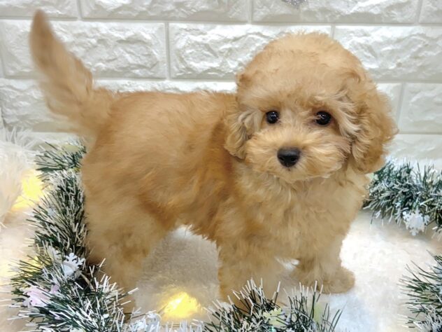 兵庫県のトイプードル(トイ) (ワンキャラット アミーゴ姫路飾磨店/2025年7月31日生まれ/男の子/オレンジフォーン)の子犬の3枚目の画像