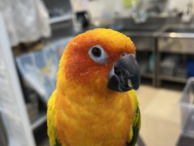 コガネメキシコインコ | ペットワールド アミーゴ