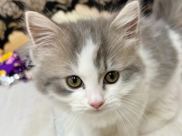 高知県のラガマフィン (ワンキャラット アミーゴ高知店/2025年8月31日生まれ/男の子/ブルータビーホワイト)の子猫の1枚目の画像