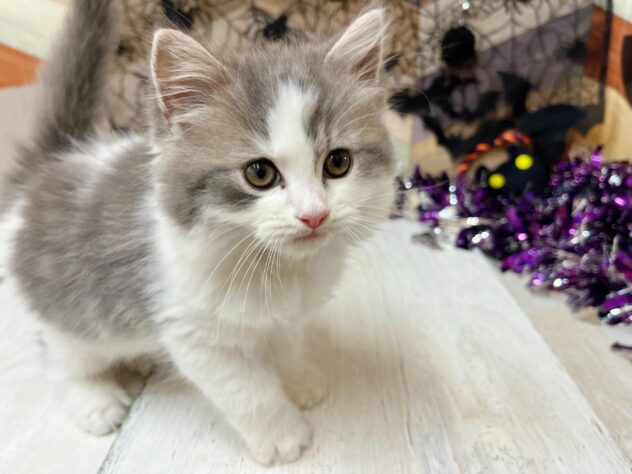 高知県のラガマフィン (ワンキャラット アミーゴ高知店/2025年8月31日生まれ/男の子/ブルータビーホワイト)の子猫の2枚目の画像