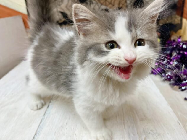 高知県のラガマフィン (ワンキャラット アミーゴ高知店/2025年8月31日生まれ/男の子/ブルータビーホワイト)の子猫の4枚目の画像