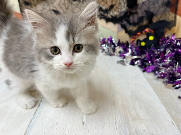 高知県のラガマフィン (ワンキャラット アミーゴ高知店/2025年8月31日生まれ/男の子/ブルータビーホワイト)の子猫の3枚目の画像