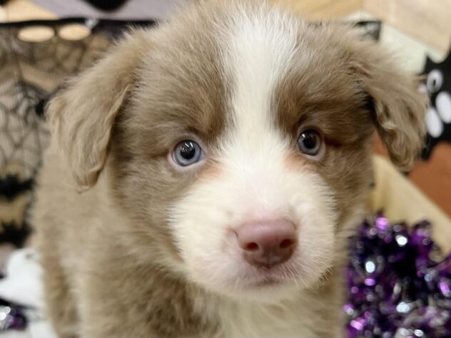 高知県のボーダーコリー (ワンキャラット アミーゴ高知店/2025年8月30日生まれ/女の子/イザベラホワイト)の子犬の1枚目の画像