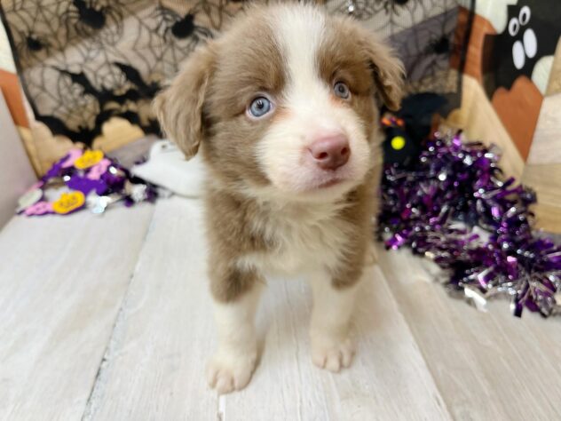 高知県のボーダーコリー (ワンキャラット アミーゴ高知店/2025年8月30日生まれ/女の子/イザベラホワイト)の子犬の3枚目の画像