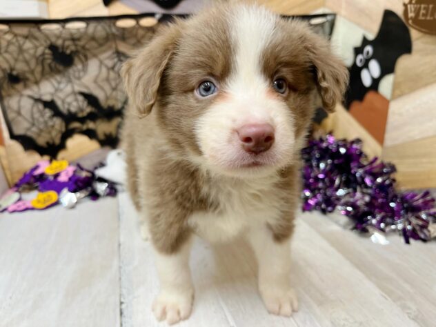 高知県のボーダーコリー (ワンキャラット アミーゴ高知店/2025年8月30日生まれ/女の子/イザベラホワイト)の子犬の2枚目の画像