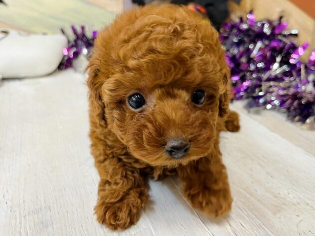 高知県のトイプードル(トイ) (ワンキャラット アミーゴ高知店/2025年8月30日生まれ/女の子/レッド)の子犬の1枚目の画像