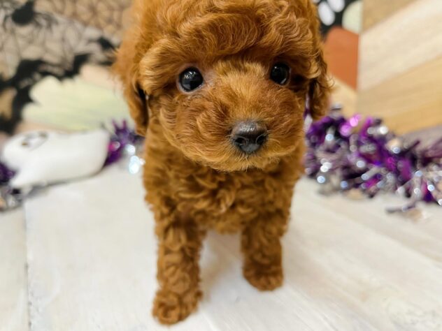 高知県のトイプードル(トイ) (ワンキャラット アミーゴ高知店/2025年8月30日生まれ/女の子/レッド)の子犬の2枚目の画像