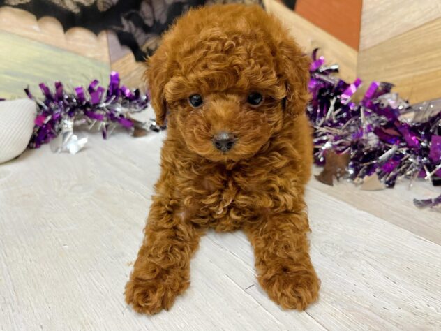 高知県のトイプードル(トイ) (ワンキャラット アミーゴ高知店/2025年8月30日生まれ/女の子/レッド)の子犬の3枚目の画像