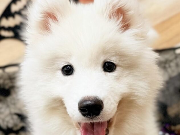 高知県のサモエド (ワンキャラット アミーゴ高知店/2025年7月19日生まれ/男の子/ホワイト)の子犬の1枚目の画像
