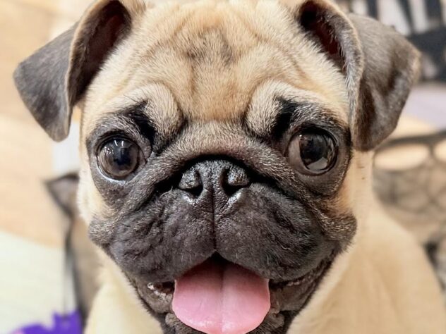 高知県のパグ (ワンキャラット アミーゴ高知店/2025年5月20日生まれ/男の子/フォーン)の子犬の1枚目の画像