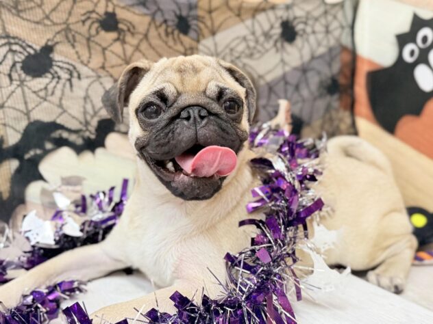 高知県のパグ (ワンキャラット アミーゴ高知店/2025年5月20日生まれ/男の子/フォーン)の子犬の3枚目の画像