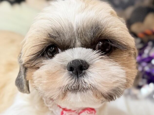 高知県のシーズー (ワンキャラット アミーゴ高知店/2025年4月6日生まれ/女の子/ホワイトゴールド)の子犬の1枚目の画像