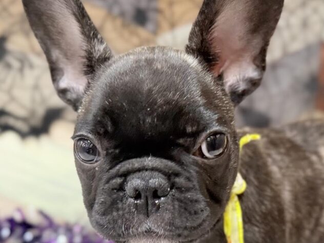 高知県のフレンチブルドッグ (ワンキャラット アミーゴ高知店/2025年7月25日生まれ/男の子/ブリンドル)の子犬の1枚目の画像