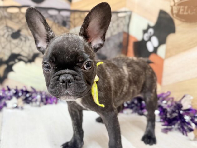高知県のフレンチブルドッグ (ワンキャラット アミーゴ高知店/2025年7月25日生まれ/男の子/ブリンドル)の子犬の2枚目の画像