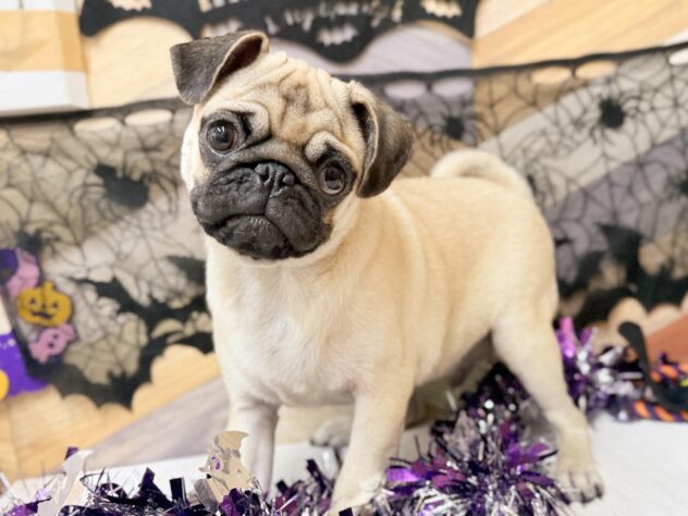 高知県のパグ (ワンキャラット アミーゴ高知店/2025年5月20日生まれ/男の子/フォーン)の子犬の2枚目の画像