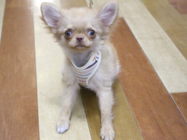 兵庫県のチワワ(ロング) (ペット・プラザ アミーゴ尼崎昭和通店/2025年5月31日生まれ/女の子/クリーム)の子犬の1枚目の画像