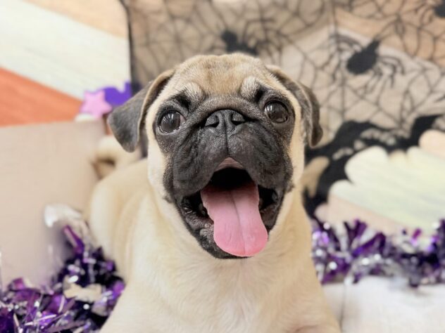 高知県のパグ (ワンキャラット アミーゴ高知店/2025年5月20日生まれ/男の子/フォーン)の子犬の4枚目の画像