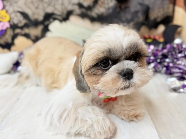 高知県のシーズー (ワンキャラット アミーゴ高知店/2025年4月6日生まれ/女の子/ホワイトゴールド)の子犬の2枚目の画像