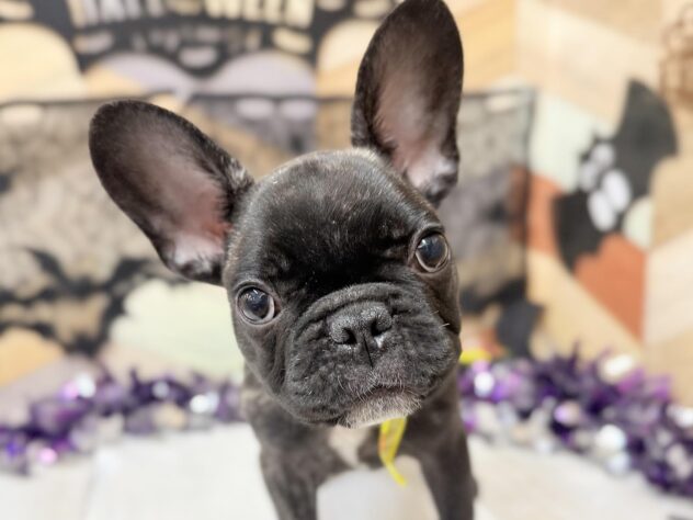 高知県のフレンチブルドッグ (ワンキャラット アミーゴ高知店/2025年7月25日生まれ/男の子/ブリンドル)の子犬の3枚目の画像