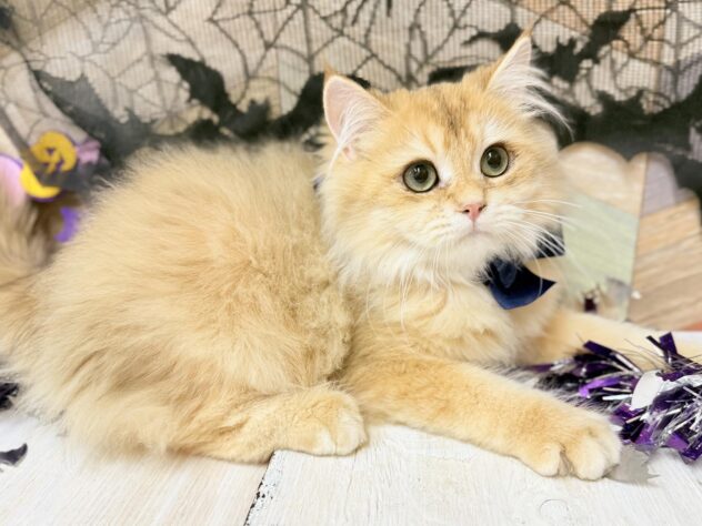 高知県のブリティッシュロングヘアー (ワンキャラット アミーゴ高知店/2025年5月28日生まれ/男の子/シェーデットゴールデン)の子猫の2枚目の画像