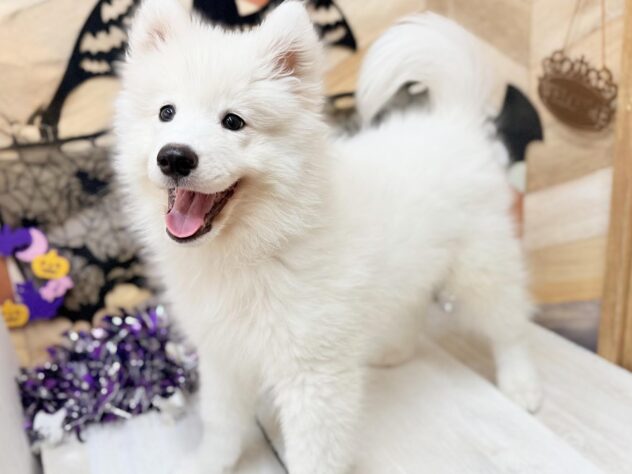 高知県のサモエド (ワンキャラット アミーゴ高知店/2025年7月19日生まれ/男の子/ホワイト)の子犬の2枚目の画像