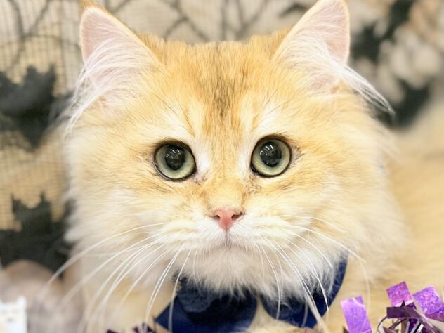 高知県のブリティッシュロングヘアー (ワンキャラット アミーゴ高知店/2025年5月28日生まれ/男の子/シェーデットゴールデン)の子猫の1枚目の画像