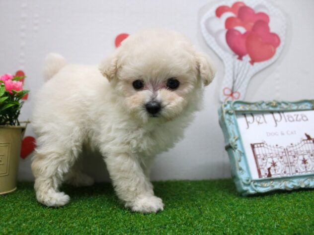 兵庫県のトイプードル(トイ) (ペット・プラザ アミーゴ尼崎昭和通店/2025年8月31日生まれ/女の子/ホワイト)の子犬の3枚目の画像