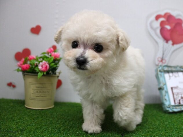 兵庫県のトイプードル(トイ) (ペット・プラザ アミーゴ尼崎昭和通店/2025年8月31日生まれ/女の子/ホワイト)の子犬の4枚目の画像