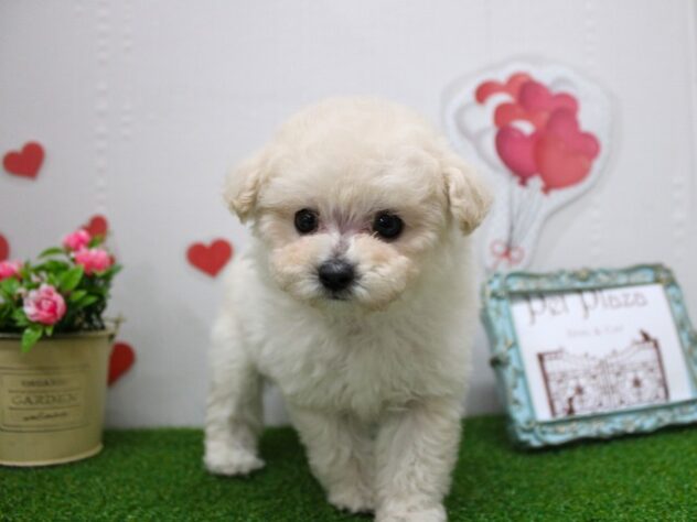 兵庫県のトイプードル(トイ) (ペット・プラザ アミーゴ尼崎昭和通店/2025年8月31日生まれ/女の子/ホワイト)の子犬の2枚目の画像