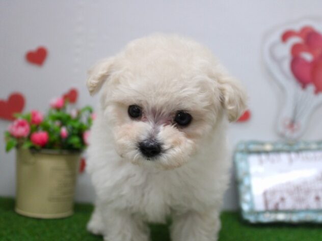 兵庫県のトイプードル(トイ) (ペット・プラザ アミーゴ尼崎昭和通店/2025年8月31日生まれ/女の子/ホワイト)の子犬の1枚目の画像