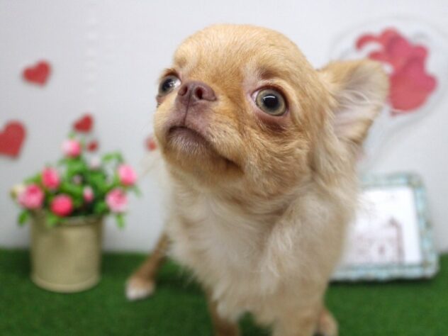 兵庫県のチワワ(ロング) (ペット・プラザ アミーゴ尼崎昭和通店/2025年5月31日生まれ/女の子/クリーム)の子犬の4枚目の画像