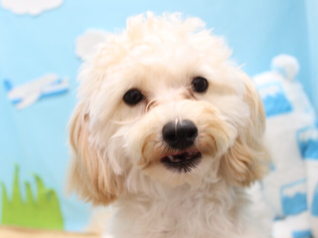 愛媛県のハーフ犬・ミックス犬 (アミーゴ今治店/2025年3月30日生まれ/男の子/アプリコット)の子犬の3枚目の画像