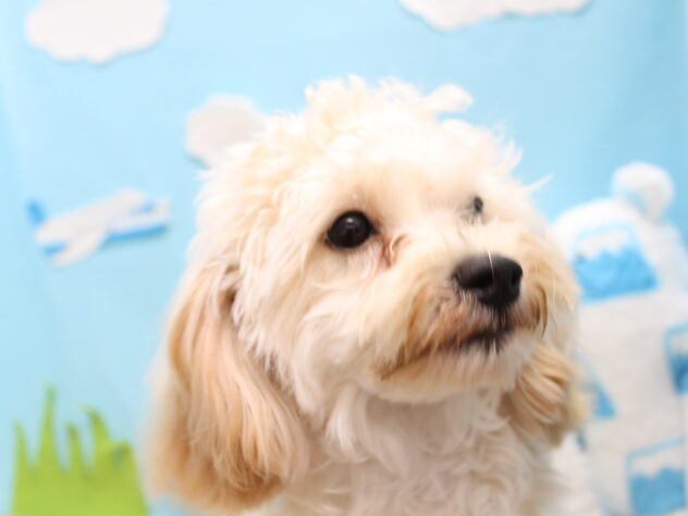 愛媛県のハーフ犬・ミックス犬 (アミーゴ今治店/2025年3月30日生まれ/男の子/アプリコット)の子犬の2枚目の画像