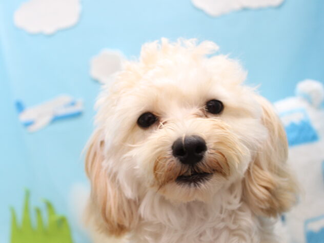 愛媛県のハーフ犬・ミックス犬 (アミーゴ今治店/2025年3月30日生まれ/男の子/アプリコット)の子犬の1枚目の画像