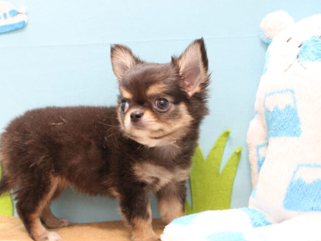 2025年8月31日生まれのチワワ(ロング)の2枚目の写真