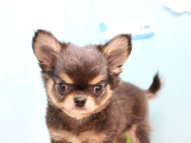 2025年8月31日生まれのチワワ(ロング)の3枚目の写真