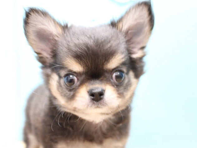 愛媛県のチワワ(ロング) (アミーゴ今治店/2025年8月31日生まれ/女の子/ブラックタンホワイト)の子犬