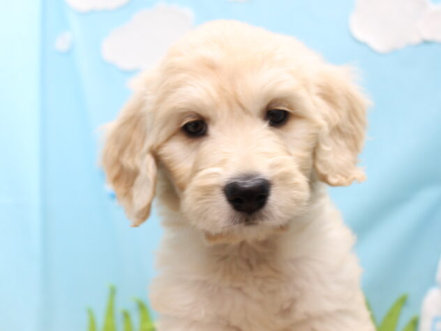 愛媛県のハーフ犬・ミックス犬 (アミーゴ今治店/2025年8月31日生まれ/女の子/クリーム)の子犬